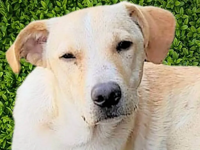 Cachorro ra a SRD-ViraLata idade 1 ano nome Picasso 