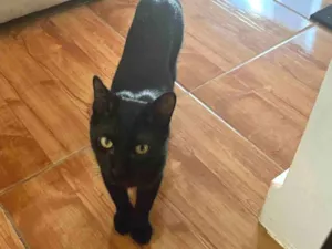 Gato raça SRD-ViraLata idade 7 a 11 meses nome Pitchuruco 