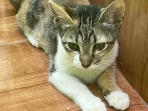 Gato raça SRD-ViraLata idade 2 a 6 meses nome Pitchuca