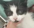 Tom 