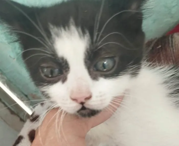 Gato ra a SRD-ViraLata idade 2 a 6 meses nome Tom 