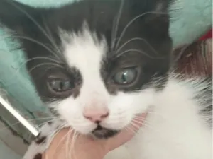 Gato raça SRD-ViraLata idade 2 a 6 meses nome Tom 