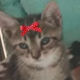 Belinha 