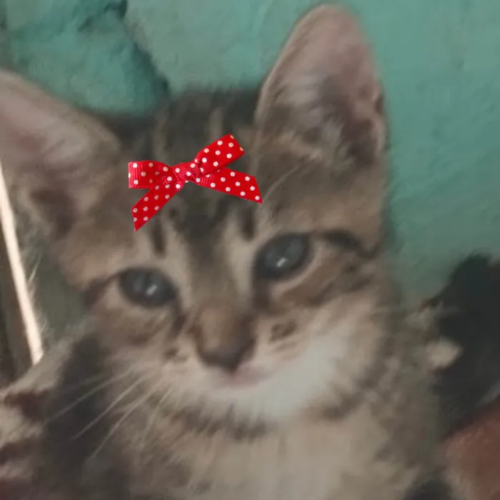 Gato ra a SRD-ViraLata idade 2 a 6 meses nome Belinha 
