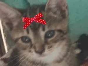 Gato raça SRD-ViraLata idade 2 a 6 meses nome Belinha 
