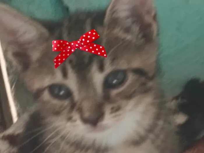 Gato ra a SRD-ViraLata idade 2 a 6 meses nome Belinha 