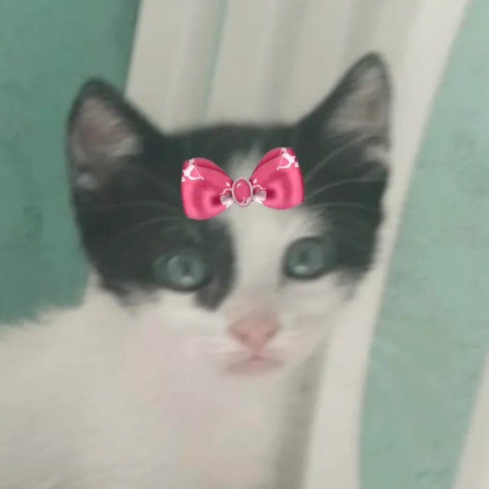 Gato ra a SRD-ViraLata idade 2 a 6 meses nome Mika 