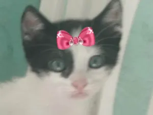 Gato raça SRD-ViraLata idade 2 a 6 meses nome Mika 