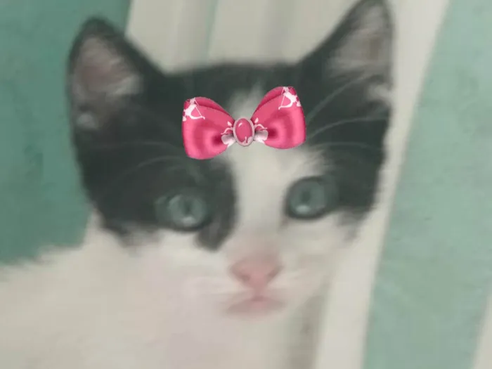 Gato ra a SRD-ViraLata idade 2 a 6 meses nome Mika 