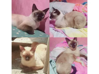 Gato raça Siamês idade 3 anos nome Lilith Raquell