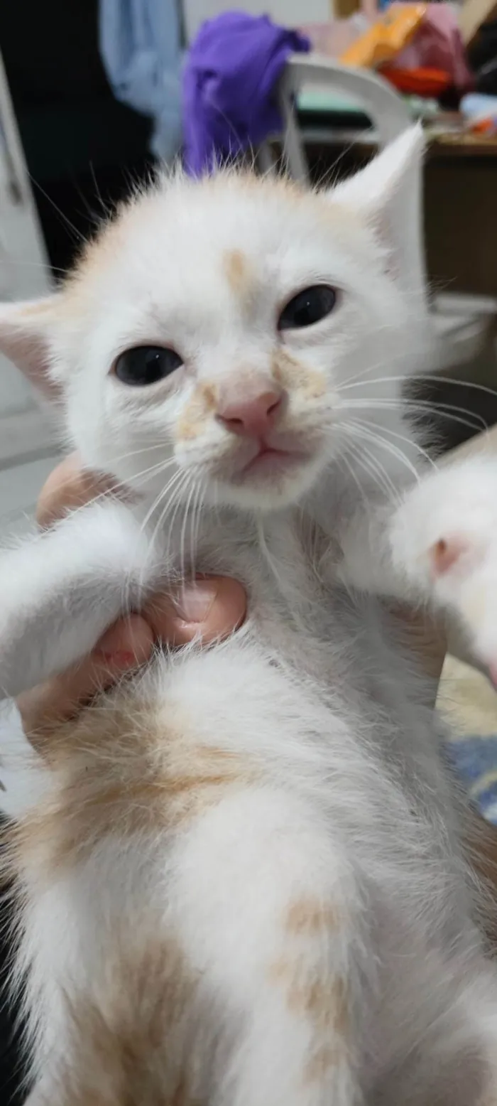Gato ra a SRD-ViraLata idade Abaixo de 2 meses nome Filhotes para adoção 