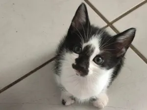 Gato raça SRD-ViraLata idade Abaixo de 2 meses nome Filhotes para adoção 