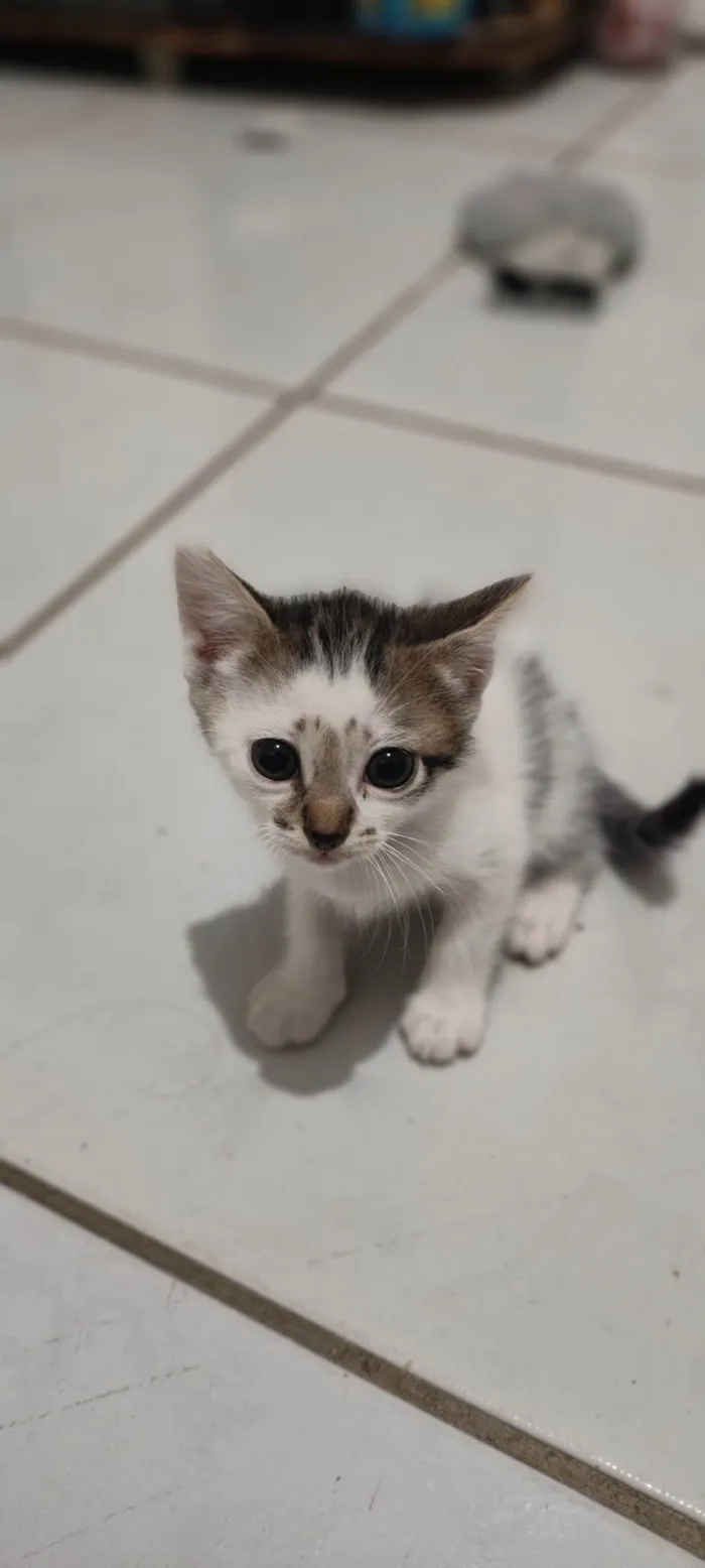 Gato ra a SRD-ViraLata idade Abaixo de 2 meses nome Gatos para adoção 