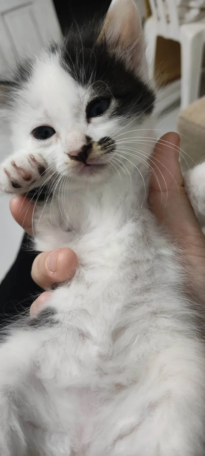 Gato ra a SRD-ViraLata idade Abaixo de 2 meses nome Gatos para adoção 