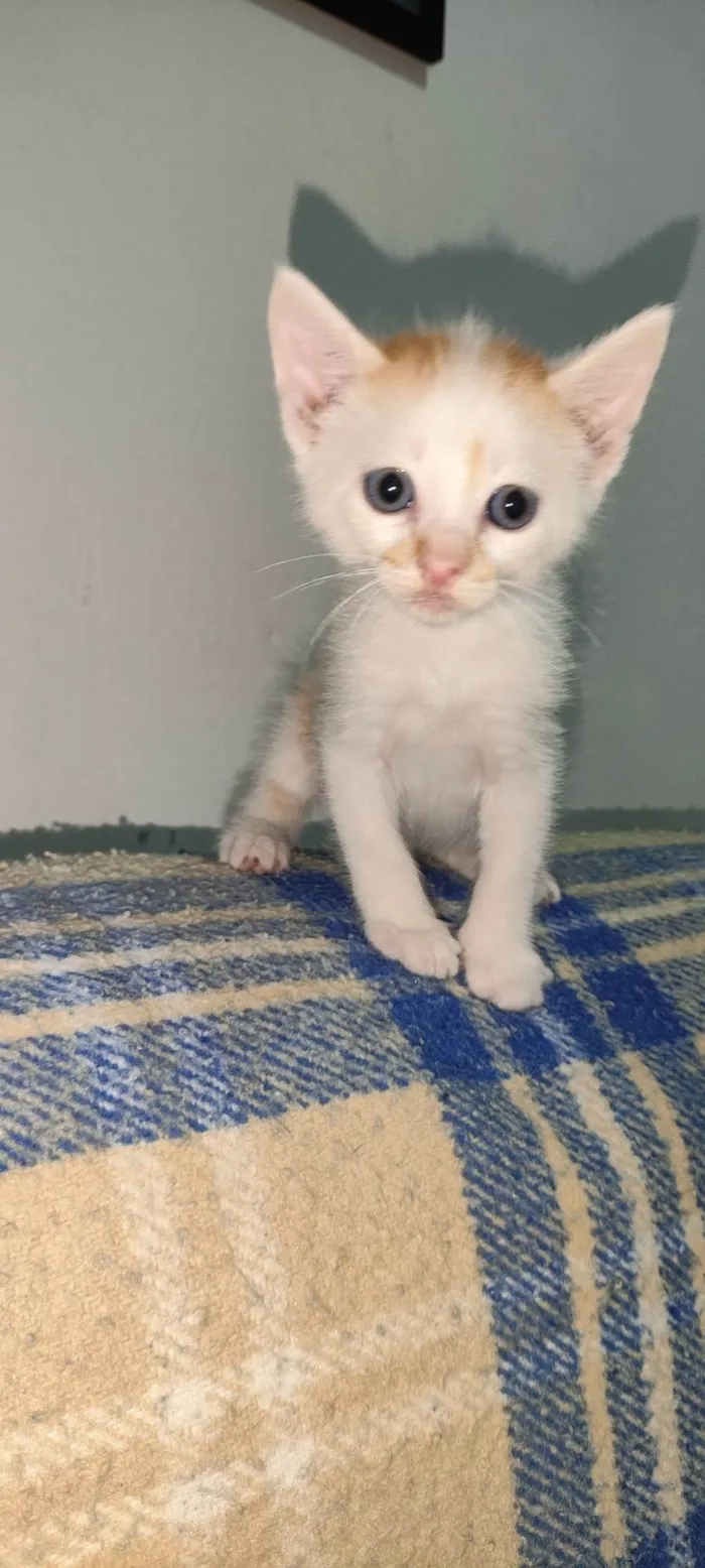 Gato ra a SRD-ViraLata idade Abaixo de 2 meses nome Gatos para adoção 