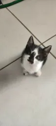 Gatos para adoção 