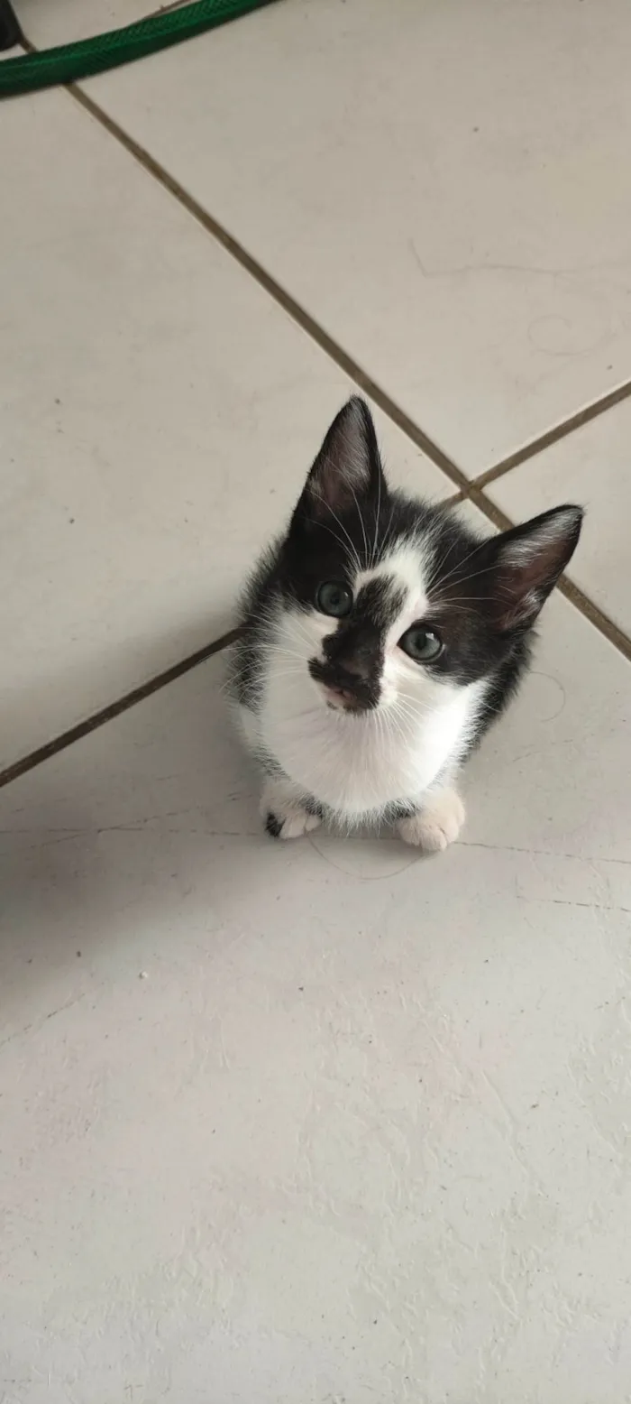 Gato ra a SRD-ViraLata idade Abaixo de 2 meses nome Gatos para adoção 