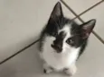 Gatos para adoção 