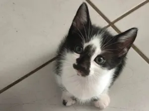 Gato raça SRD-ViraLata idade Abaixo de 2 meses nome Gatos para adoção 