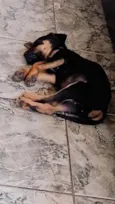 Totó 