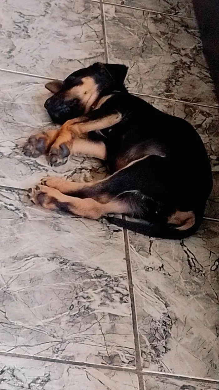 Cachorro ra a SRD-ViraLata idade 2 a 6 meses nome Totó 