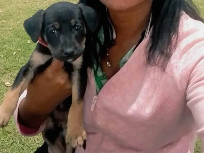 Cachorro ra a SRD-ViraLata idade 2 a 6 meses nome Totó 