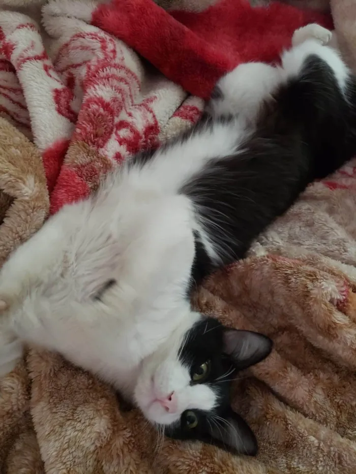 Gato ra a SRD-ViraLata idade 2 anos nome Bixano