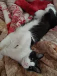 Bixano