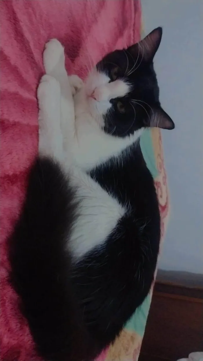Gato ra a SRD-ViraLata idade 2 anos nome Bixano
