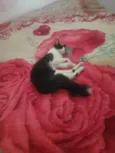 Bixano