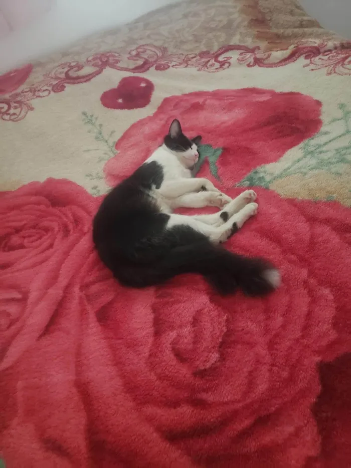 Gato ra a SRD-ViraLata idade 2 anos nome Bixano