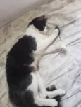 Bixano
