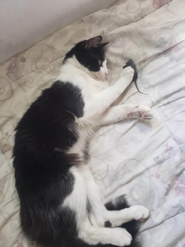 Gato ra a SRD-ViraLata idade 2 anos nome Bixano