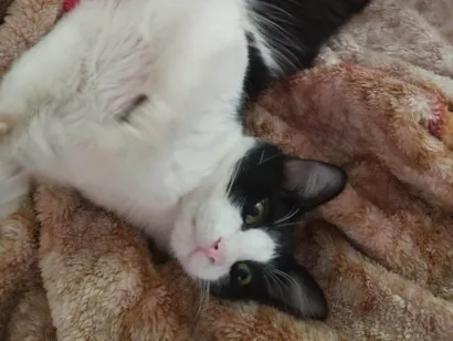 Gato raça SRD-ViraLata idade 2 anos nome Bixano