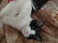 Bixano