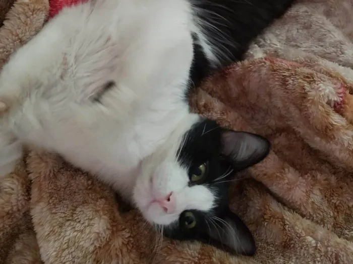Gato ra a SRD-ViraLata idade 2 anos nome Bixano