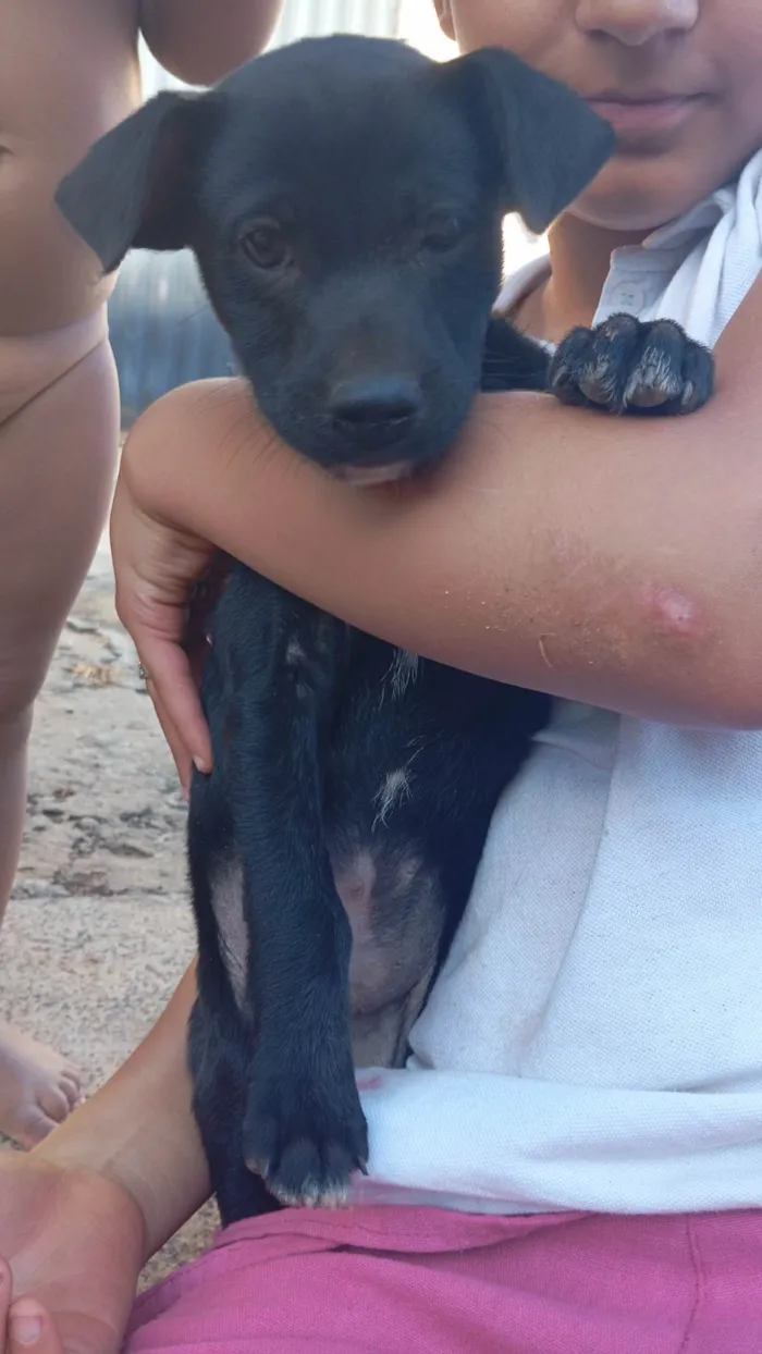 Cachorro ra a SRD-ViraLata idade 2 a 6 meses nome Sem nome 