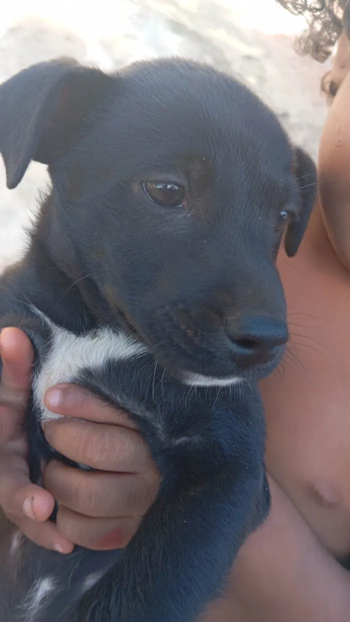 Cachorro ra a SRD-ViraLata idade 2 a 6 meses nome Sem nome 