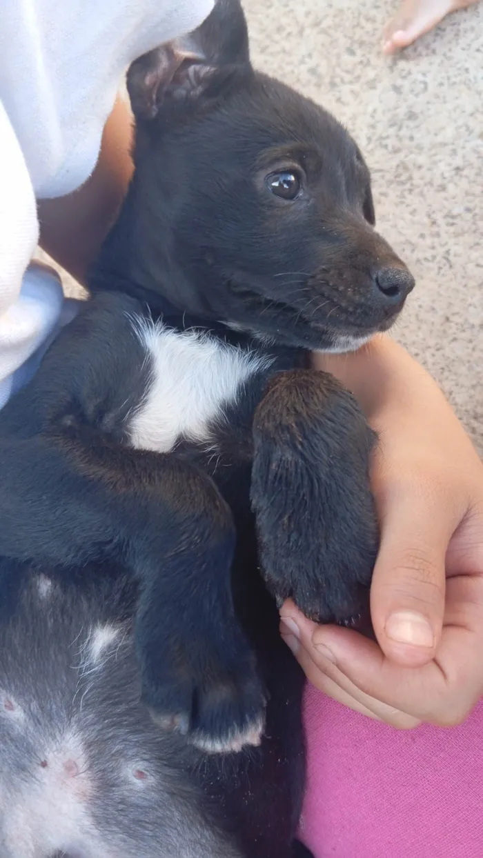 Cachorro ra a SRD-ViraLata idade 2 a 6 meses nome Sem nome 