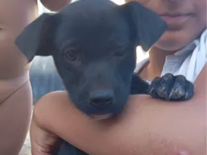Cachorro raça SRD-ViraLata idade 2 a 6 meses nome Sem nome 
