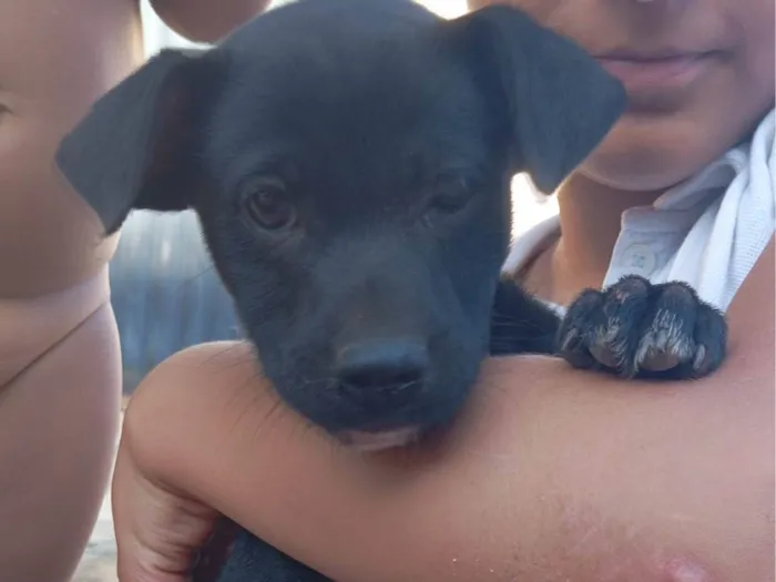 Cachorro ra a SRD-ViraLata idade 2 a 6 meses nome Sem nome 