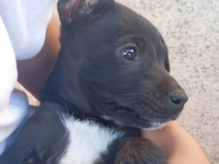 Cachorro ra a SRD-ViraLata idade 2 a 6 meses nome Sem nome 