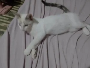 Gato raça Siamês idade 2 a 6 meses nome Bolachinha 