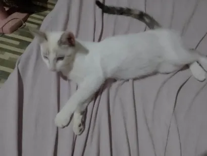 Gato raça Siamês idade 2 a 6 meses nome Bolachinha 