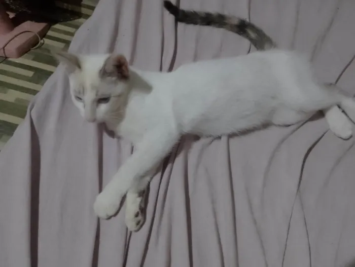 Gato ra a Siamês idade 2 a 6 meses nome Bolachinha 
