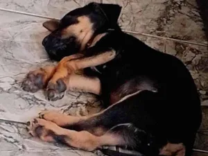 Cachorro raça SRD-ViraLata idade 2 a 6 meses nome Totó 