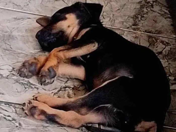 Cachorro ra a SRD-ViraLata idade 2 a 6 meses nome Totó 