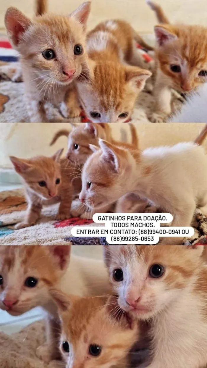 Gato ra a SRD-ViraLata idade Abaixo de 2 meses nome Os 3 gatinhos
