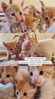 Os 3 gatinhos