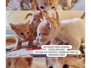 Gato raça SRD-ViraLata idade Abaixo de 2 meses nome Os 3 gatinhos